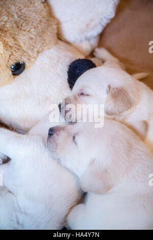 Un mois Yellow Lab chiots en Issaquah, Washington, USA Banque D'Images