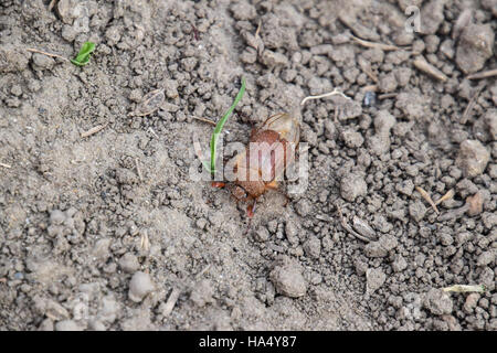 Melolontha est sur le terrain. Ravageurs des plantes racines, l'imago. Banque D'Images