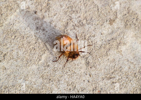 Melolontha est sur le terrain. Ravageurs des plantes racines, l'imago. Banque D'Images