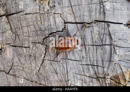 Melolontha est sur le terrain. Ravageurs des plantes racines, l'imago. Banque D'Images