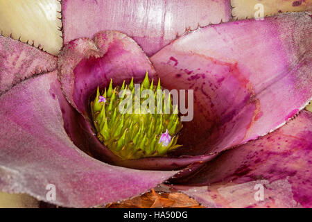 Grand Neoregelia bromelia avec vivid purple feuilles épineuses & boutons verts & fleurs mauve submergé dans l'eau au centre du plant Banque D'Images