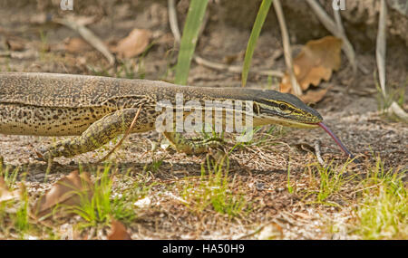 Image panoramique de dentelle australienne, varan goanna, Varanus varius dans la nature avec la langue étendue dans le jardin d'accueil Banque D'Images