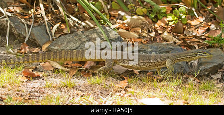 Image panoramique de dentelle australienne, varan goanna, Varanus varius dans la nature à côté de Gray Rocks dans le jardin d'accueil Banque D'Images