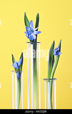 Trois fleurs dans un tube à essai sur un fond jaune. Expérience scientifique. Snowdrop bleu fleurs dans un vase en verre. Spring still life with bluebells. Banque D'Images