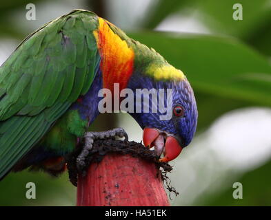 Rainbow Lorikeet (Trichoglossus haematodus) se nourrissent d'une fleur de bananier