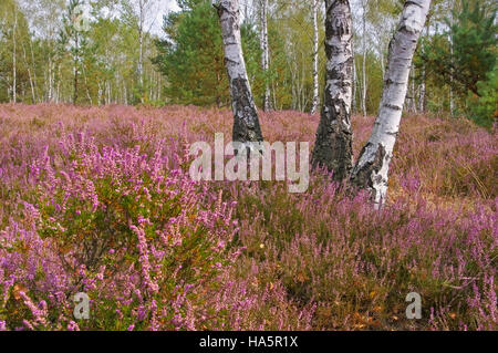 Blühende Heidelandschaft im Spätsommer - Heath paysage avec la floraison de la Bruyère, Calluna vulgaris Banque D'Images