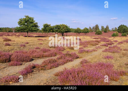 Blühende Heidelandschaft im Spätsommer - Heath paysage avec la floraison de la Bruyère, Calluna vulgaris Banque D'Images