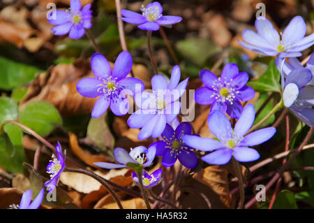 Leberbluemchen im Frühling - blue Hepatica nobilis fleur qui s'épanouit au printemps Banque D'Images