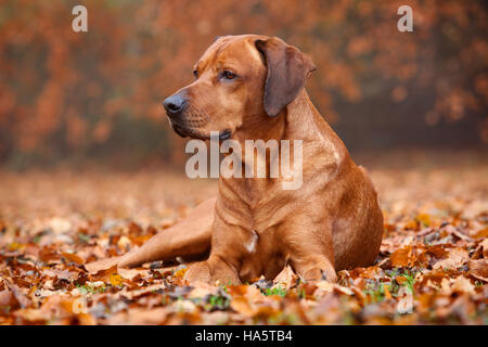 Un Rhodesian Ridgeback dog fixant dans les feuilles dans un parc sur une journée d'automne. Angleterre, Royaume-Uni. En novembre 2016. Banque D'Images