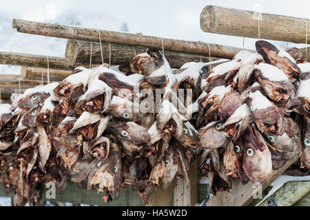 Le séchage à l'air des stockfish. Lofoten, Norvège. Banque D'Images