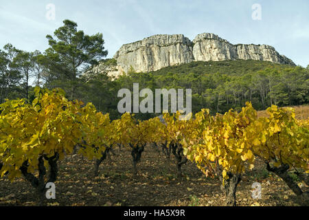 Vignoble en automne, le domaine de l'Hortus, Languedoc-Roussillon, France Banque D'Images