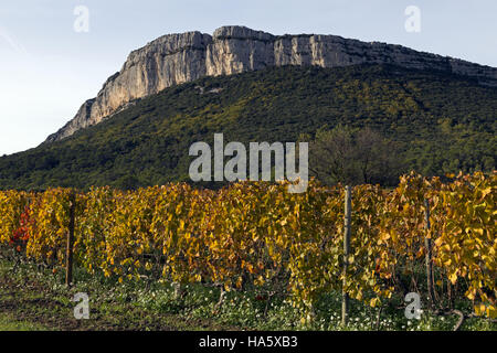 Vignoble en automne, le domaine de l'Hortus, Languedoc-Roussillon, France Banque D'Images