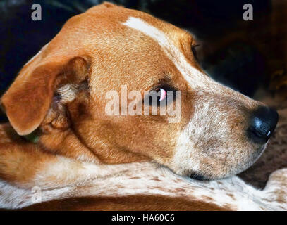 Gros plan du chien rouge mignon Heller. Banque D'Images