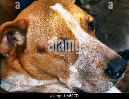 Gros plan du chien rouge mignon Heller. Banque D'Images