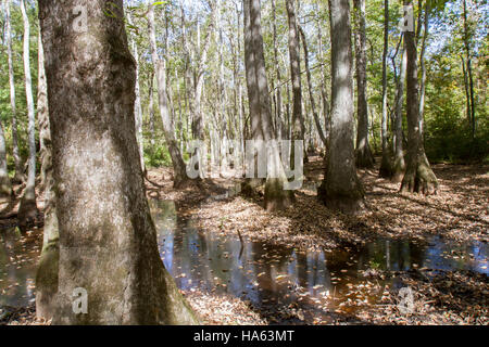 L'eau et Cypress swamp arbre tupelo le long de Natchez Trace Parkway dans le Mississipi, USA. Banque D'Images