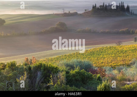 Campagne toscane au lever du soleil, le Podere Belvedere, San Quirico d'Orcia, Val d'Orcia, Toscane, Italie. Banque D'Images