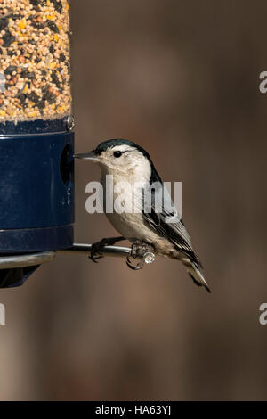 Sittelle à poitrine blanche -assis sur mangeoire pour oiseaux. Banque D'Images