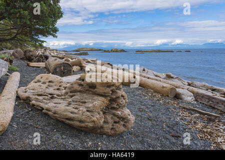 Le Driftwood Beach sur l'île de Vancouver, Nanaimo, British Columbia Canada pour l'été Banque D'Images