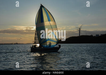 Yacht Racing avec spinnaker dans Milford Haven sur une calme soirée d'été avec la tondeuse en silhouette sur la voile Banque D'Images