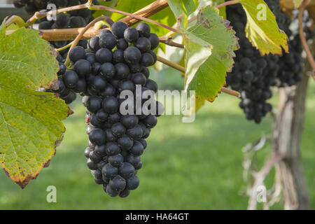 Pinot Noir mûrs à Vineyard Okanagan Colombie-britannique Canada près de Kelowna Banque D'Images