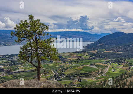 Les vergers et le lac Okanagan de la montagne près de Summerland Chef géants British Columbia Canada avec un arbre de pin ponderosa Banque D'Images