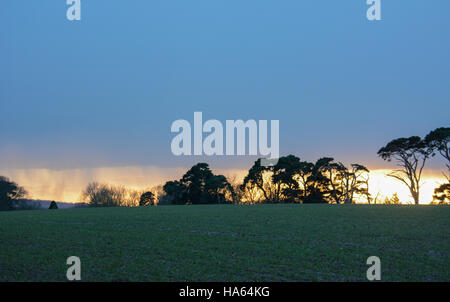 Sur la colline, les arbres sont en silhouette sur l'horizon par le soleil derrière et en dessous d'une épaisse couche de nuages de pluie Banque D'Images