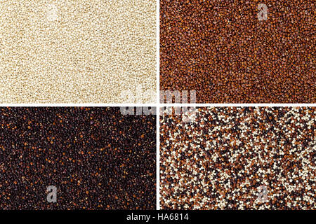 Jaune, rouge, noir et mélangé les graines de quinoa surfaces rectangulaires. Fruits comestibles de récolte du grain Chenopodium quinoa. Banque D'Images