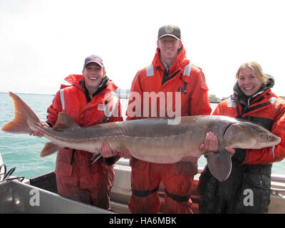 Eddiesfisheriesfws Poissons 29217730690 des biologistes de l'USFWS Alpena FWCO, USGS Great Lakes Science Center, et l'Université de Windsor, tenant un esturgeon capturé dans la D Banque D'Images