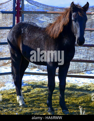 Cette photographie montre des chevaux sauvages de Water Canyon pour adoption au parc d'expositions White Pine County à Ely, Nevada, soulignant les efforts pour trouver des maisons pour ces animaux. Banque D'Images
