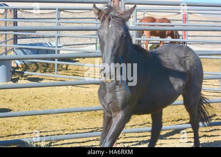 Le 5 décembre 2015, des chevaux sauvages de la région de Water Canyon étaient disponibles pour adoption au White Pine County Fairgrounds à Ely, Nevada. L’événement a mis en lumière les efforts déployés pour gérer les populations de chevaux sauvages dans la région. Banque D'Images
