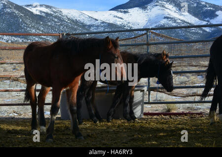 Des chevaux sauvages de Water Canyon, Nevada, ont été mis à disposition pour adoption le 5 décembre 2015, au White Pine County Fairgrounds à Ely. Le Bureau of Land Management (BLM) a offert ces chevaux aux personnes intéressées à leur fournir un foyer. Banque D'Images