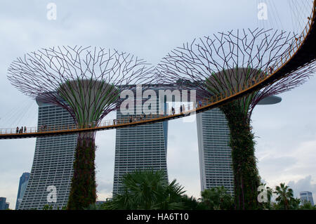 Singapour - 23 juillet 2016 : la vue quotidienne du Supertree Grove dans les jardins de la baie. S'étendant sur 101 hectares, et de cinq minutes à pied de la station de MRT Bayfront. Banque D'Images