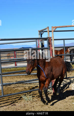 Les chevaux sauvages de Water Canyon sont disponibles pour adoption le 5 décembre 2015 au White Pine County Fairgrounds à Ely, Nevada. Le Bureau de la gestion des terres a organisé l'événement pour trouver de nouveaux foyers pour ces animaux. Banque D'Images