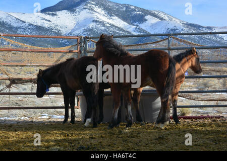 Cette image montre des chevaux sauvages de Water Canyon disponibles pour adoption au White Pine County Fairgrounds à Ely, Nevada. L'événement d'adoption a eu lieu le 5 décembre 2015, offrant à ces chevaux une chance de nouveaux foyers. Banque D'Images