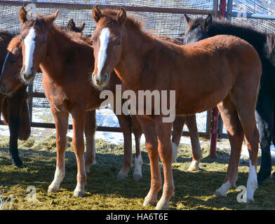 Le 5 décembre 2015, des chevaux sauvages de Water Canyon dans le Nevada étaient disponibles pour adoption au White Pine County Fairgrounds à Ely. L’événement visait à trouver de nouveaux foyers pour ces animaux sauvages emblématiques. Banque D'Images