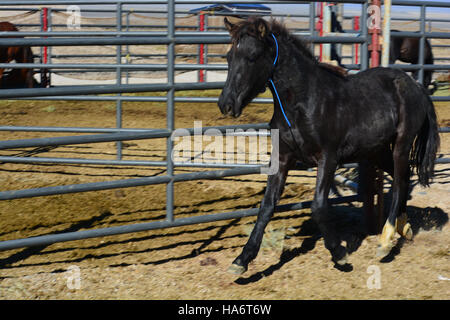 Le 5 décembre 2015, des chevaux sauvages de Water Canyon dans le Nevada étaient disponibles pour adoption au White Pine County Fairgrounds à Ely. Cet événement visait à trouver des foyers adaptés à ces animaux tout en sensibilisant à la gestion des chevaux sauvages. Banque D'Images