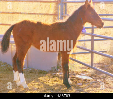 Le 5 décembre 2015, des chevaux sauvages de Water Canyon dans le Nevada étaient disponibles pour adoption au White Pine County Fairgrounds à Ely. Cet événement s’inscrivait dans le cadre des efforts déployés par le Bureau of Land Management pour gérer les populations de chevaux sauvages dans la région. Banque D'Images