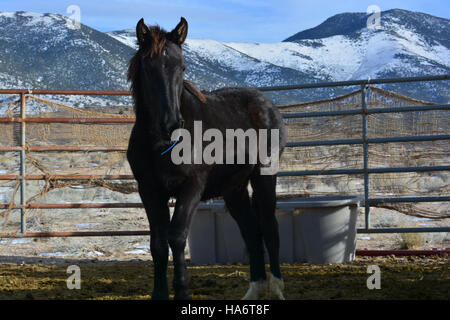 Le 5 décembre 2015, des chevaux sauvages de Water Canyon étaient disponibles pour adoption au White Pine County Fairgrounds à Ely, Nevada, dans le cadre d'une initiative du Bureau of Land Management (BLM). Banque D'Images
