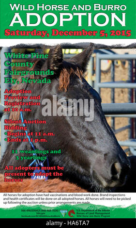 Cet événement à Ely, Nevada, a porté sur l'adoption de chevaux sauvages de Water Canyon. Ce fut une occasion publique d'apprendre et d'adopter des chevaux du Bureau of Land Management (BLM). Banque D'Images