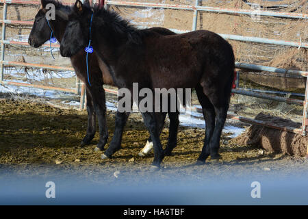 Le 5 décembre 2015, des chevaux sauvages de Water Canyon ont été proposés pour adoption au White Pine County Fairgrounds à Ely, Nevada. Cet événement met en lumière les efforts de conservation et la protection de la faune. Banque D'Images