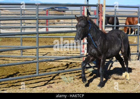 Cette photographie d'Ely, Nevada, représente des chevaux sauvages de Water Canyon disponibles pour adoption, dans le cadre des efforts de conservation visant à protéger ces animaux. Banque D'Images