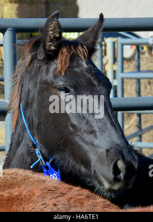 Cette image capture des chevaux sauvages de Water Canyon, Nevada, disponibles pour adoption le 5 décembre 2015, au White Pine County Fairgrounds à Ely. Ces chevaux font partie des efforts déployés par le Bureau of Land Management pour gérer les populations de chevaux sauvages. Banque D'Images
