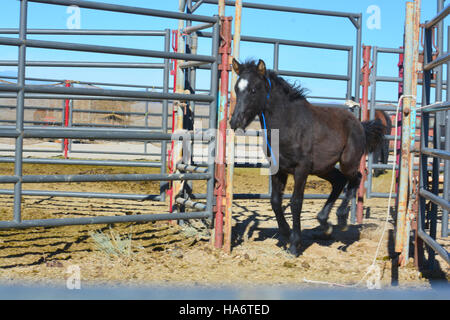 Les chevaux sauvages de Water Canyon, Nevada, sont disponibles pour adoption au White Pine County Fairgrounds à Ely, Nevada, dans le cadre d'un programme de gestion des populations de chevaux sauvages dans la région. Banque D'Images