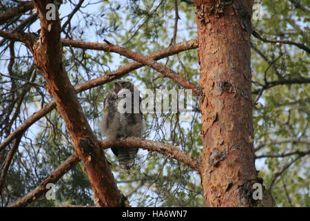 Une chouette à cornes naissante au refuge national malheur, soulignant le rôle du parc dans la conservation de la faune et la protection des espèces d'oiseaux aux États-Unis. L'image souligne l'engagement du parc envers la préservation de la nature et l'étude scientifique. Banque D'Images