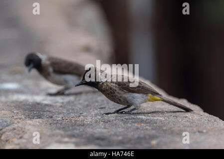 Un Bulbul des jardins Banque D'Images