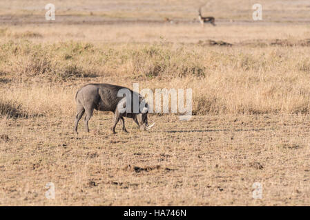 Un désert phacochère avec les oreilles repliées. Les verrues de diagnostic non visible Banque D'Images