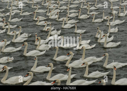 Un groupe ou une bande de cygnes tuberculés natation sur la rivière Tweed, Northumberland, England Banque D'Images