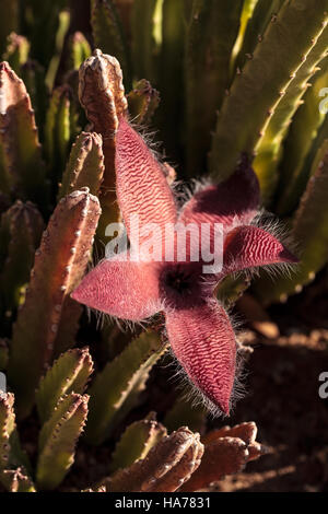 Fleurs rouge sur un cactus Stapelia gigantea et est aussi appelé l'étoile de fleur et se développe en Afrique Banque D'Images