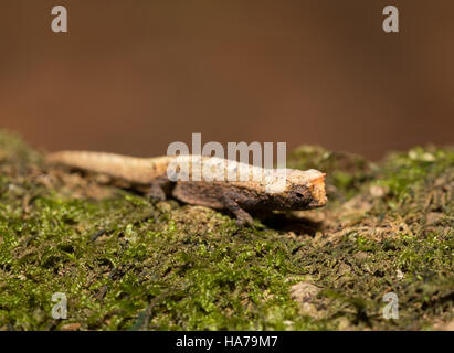 Petit caméléon Brookesia micra (Brookesia minima), plus petit caméléon et parmi les plus petits reptiles du monde. La province d'Antsiranana, madaga Banque D'Images