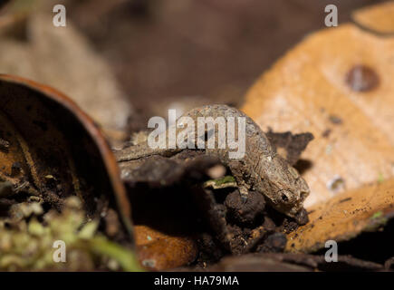 Petit caméléon Brookesia micra (Brookesia minima), plus petit caméléon et parmi les plus petits reptiles du monde. La province d'Antsiranana, madaga Banque D'Images